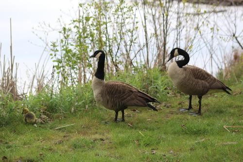 Barnacla canadiense