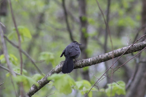 Gray Catbird