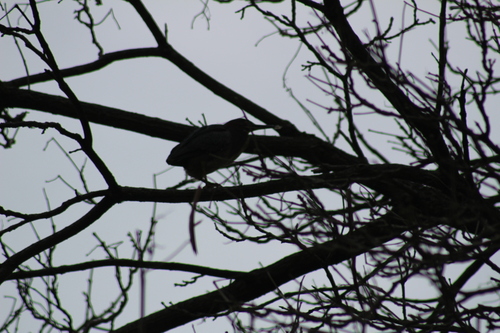 Green Heron