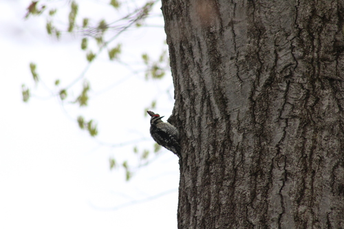 Yellow-bellied Sapsucker
