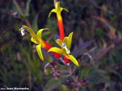 Siphocampylus westinianus