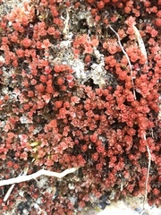 Ptychostomum pallens