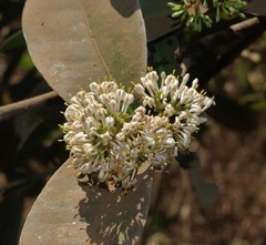 Ixora pavetta