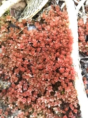 Ptychostomum pallens