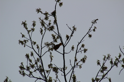 Baltimore Oriole