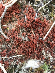 Ptychostomum pallens