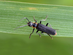 Cantharis obscura