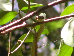 Dendrelaphis inornatus