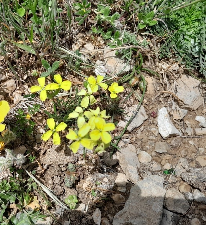 Erysimum grandiflorum; photograph Anis Dris, CC BY, iNaturalist via GBIF