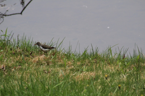 Spotted Sandpiper