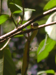 Dendrelaphis inornatus