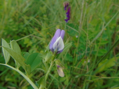 Vicia bithynica