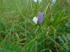 Vicia bithynica