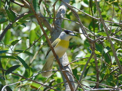 Pachyramphus viridis