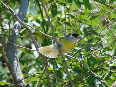 Pachyramphus viridis