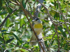 Pachyramphus viridis