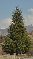 Cedrus deodara