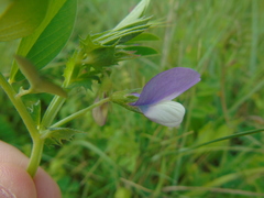 Vicia bithynica