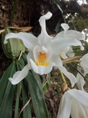 Coelogyne cristata