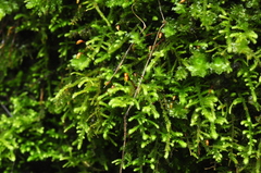Claopodium crispifolium
