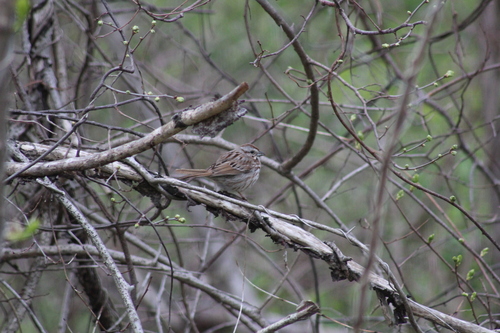 Song Sparrow