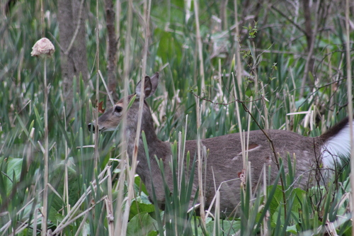 White-tailed Deer