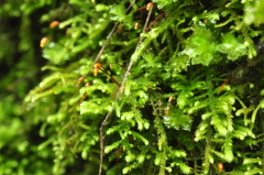 Claopodium crispifolium