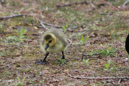 Canada Goose
