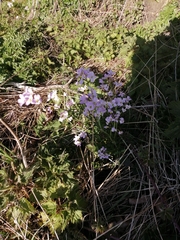 Cardamine pratensis