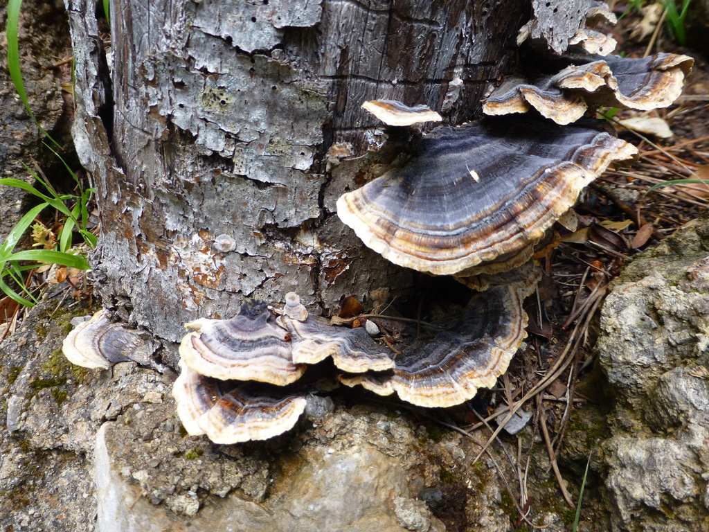 Trametes versicolor · May 2026 · photo: © sahalsey (iNaturalist, cc-by)