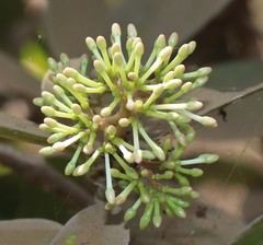 Ixora pavetta