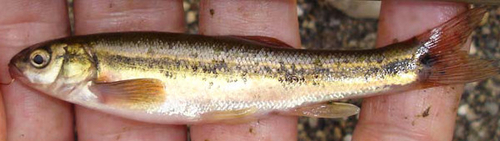 Margariscus nachtriebi