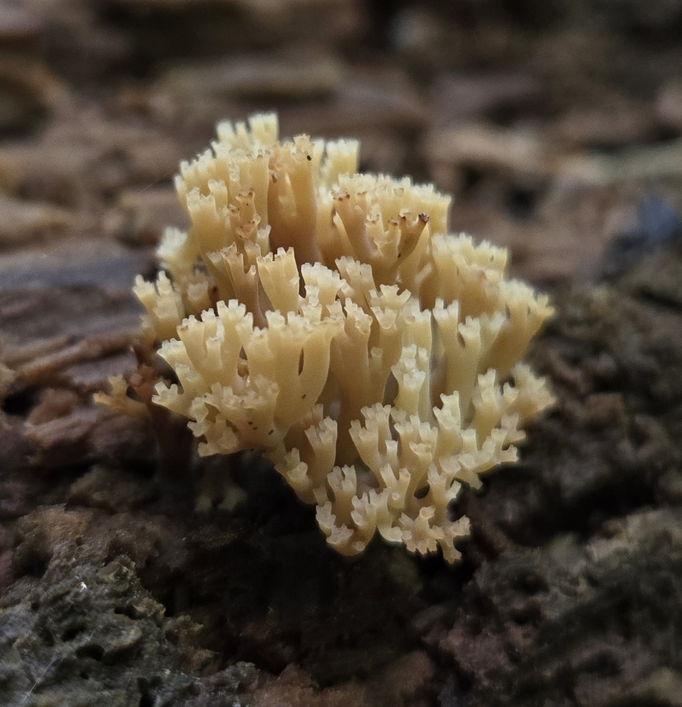 crown-tipped coral fungus · May 2026 · photo: Photo: (c) Ben Gruhot, some rights reserved (CC BY) · iNaturalist