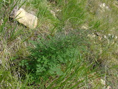 Thalictrum foetidum