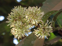 Ixora pavetta