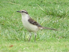 Mimus saturninus