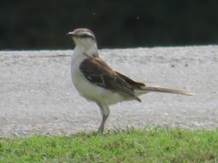 Mimus saturninus