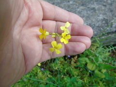 Bunias erucago