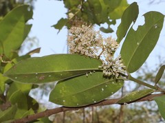 Ixora pavetta