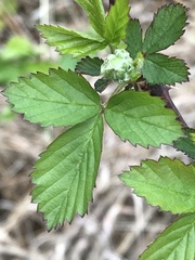 Rubus oklahomus