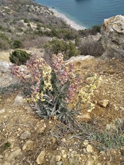 Matthiola odoratissima
