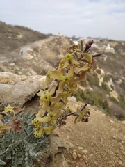 Matthiola odoratissima
