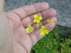 Bunias erucago