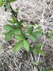 Rubus oklahomus