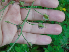 Bunias erucago
