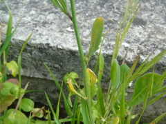 Bunias erucago