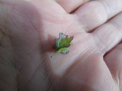 Bunias erucago