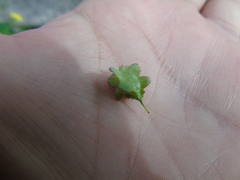 Bunias erucago