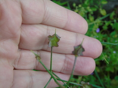 Bunias erucago