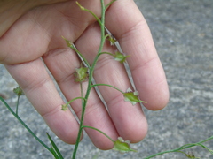 Bunias erucago